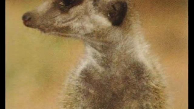 Meerkat Manor - Who will lead the Whiskers? смотреть онлайн