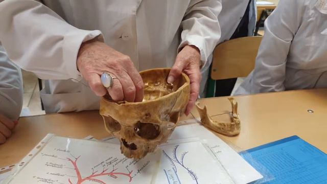 Артерии 1.3 смотреть онлайн