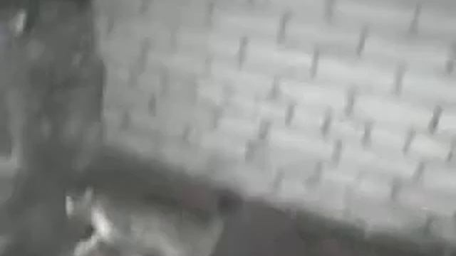 Кот ловит дичь смотреть онлайн