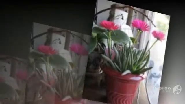 Cephalophyllum - Garden Plants