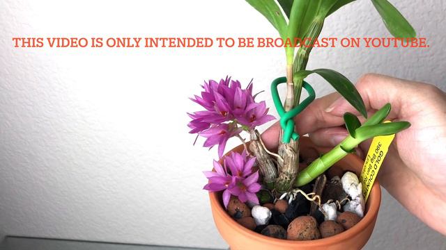 02/05/2022 长成了塑料花的石斛兰。容易种植，非常值得拥有Dendrobium tannii X bractedsum care смотреть онлайн