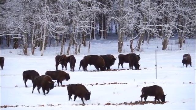 Создание новой популяции зубров в Беларуси | Film Studio Aves смотреть онлайн
