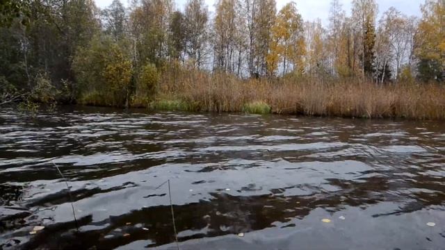 На рыбалку на Бородинское Озеро Карельский перешеек Лен Обл Октябрь 2020 г (166) смотреть онлайн