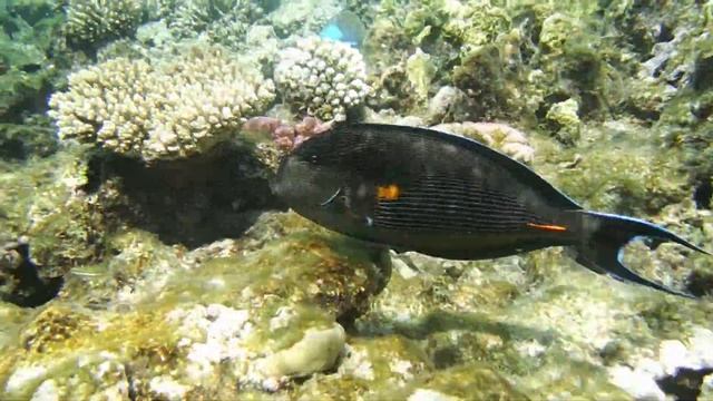 Acanthurus sohal, Аравийская рыба-хирург..DSCF5338 смотреть онлайн