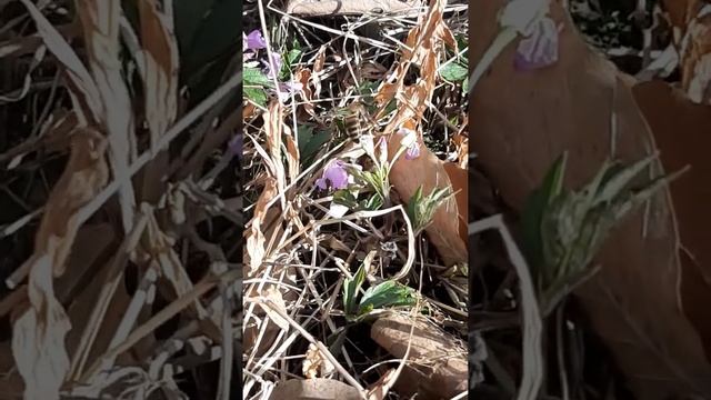 Пчела. Кавказянка.Серая горная кавказская пчела работает в феврале. Сочи смотреть онлайн