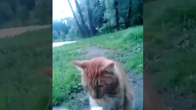Косоглазый кот без хвоста смотреть онлайн