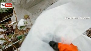 УКРЫТИЕ ГРАНАТА НА ЗИМУ-ЧЕТЫРЕХЛЕТКУ. КАК УКРЫВАТЬ ГРАНАТ ,ЕСЛИ ВЕТКИ УЖЕ НЕ ГНУТСЯ.ВЫХОД ЕСТЬ!