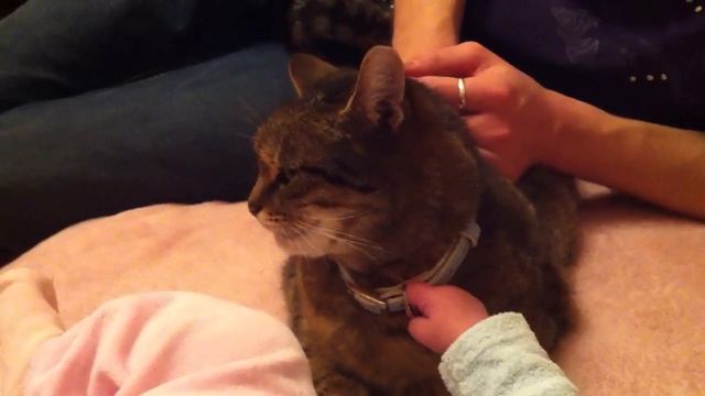 Ребёнок мучает кошку