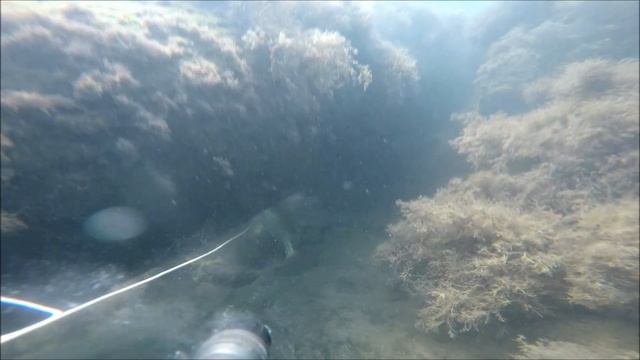 Подводная охота, черное море ДЖУБГА 2018