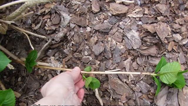 Гортензия Самарская Лидия (Hydrangea Paniculata Samarskya Lydia) смотреть онлайн