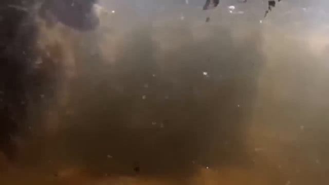 End to Bigotry! Python Pains When Tortured By Hundreds Of Porcupine Thorns For Trying To Eat It смотреть онлайн