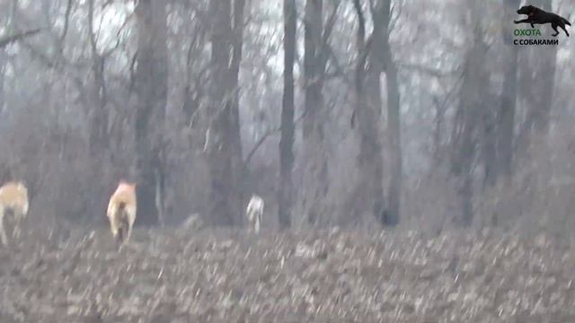 ОХОТА НА ЗАЙЦА С СОБАКАМИ (12 часть) 2021г. смотреть онлайн