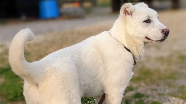 Armenian Gampr Dog - TOP 10 Interesting Facts смотреть онлайн