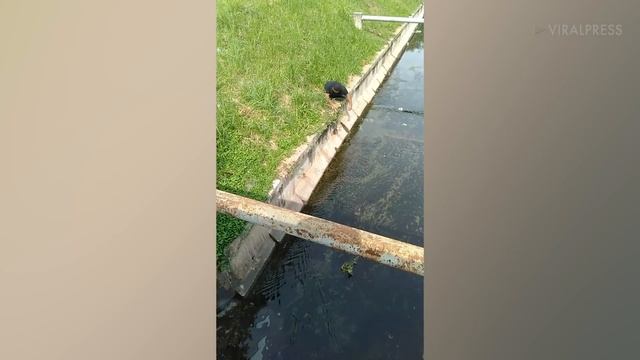 Disabled Man Climbs Out Of Wheelchair To Save Kitten смотреть онлайн