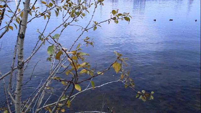 ТУШИНО Золотая осень 2015 ч 2 Сумерки на набережной Химкинского водохранилища смотреть онлайн