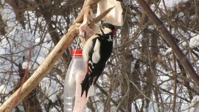 Дятел и сало смотреть онлайн