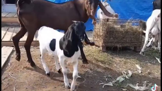 Восточные козы.Огромные козлы.Папа и сын.Гулаби. Нубики. Якутск. смотреть онлайн