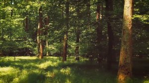 Футаж для видеомонтажа #68. [Природа, лес, деревья]