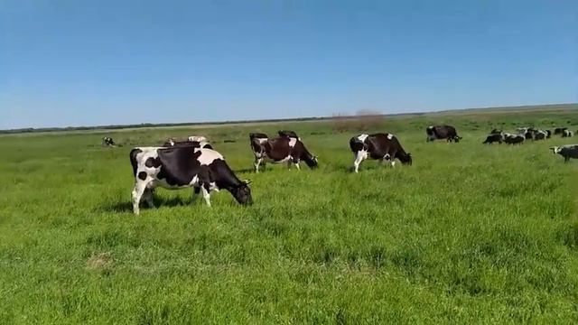 работа на паздбище смотреть онлайн