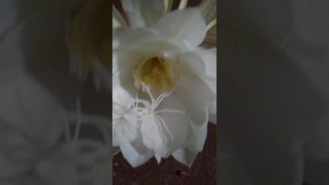 Brahma Kamal plant in our garden #brahmakamal #blessings #night queen#subscribe смотреть онлайн