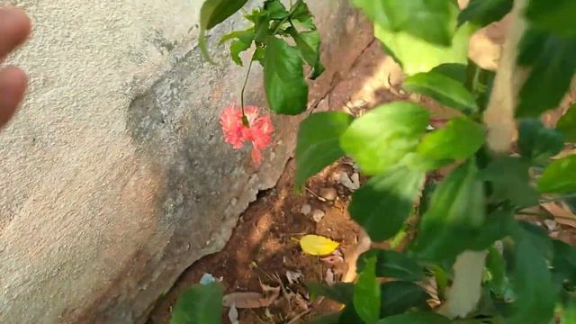 Hibiscus schizopetalus flower!! смотреть онлайн