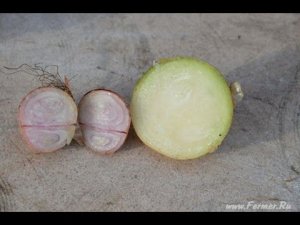 Сузан В. Г.  О селекции и сортах лука-шалот