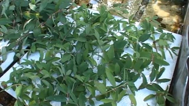 УДАЧИ. Размножаем ягодники. Часть 2. 27-05-2017 смотреть онлайн