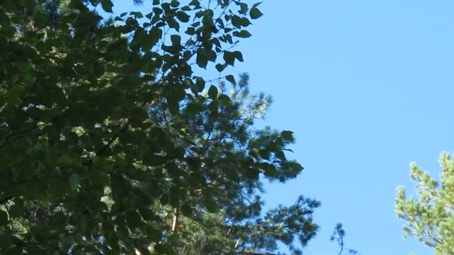 Гнездо и выводок Сокола Чеглока смотреть онлайн