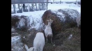 Фурункулез вымени у коз.