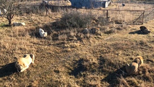 Всем по куску от кипера Виктора! Тайган The lions' meal! Crimea смотреть онлайн