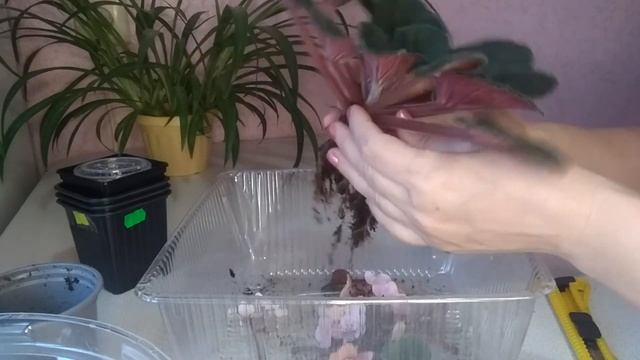 Фиалка из магазина. Что с ней нужно сделать??? смотреть онлайн