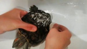 Как лечить грибок/налёт на панцире у красноухих черепах