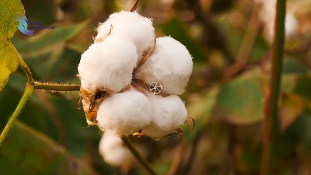 Metolachlor 380 g/L + Prometryn 130 g/L SE смотреть онлайн