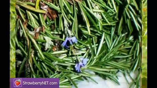 TRUE RELIGION Drifter Eau De Toilette Spray смотреть онлайн