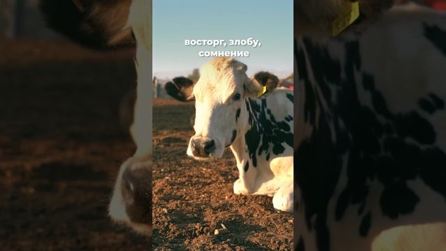 Почему именно буддизм смотреть онлайн