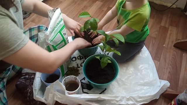 Встречаю Камчатский рассвет/пересадка лимонов/Зима на носу.. смотреть онлайн