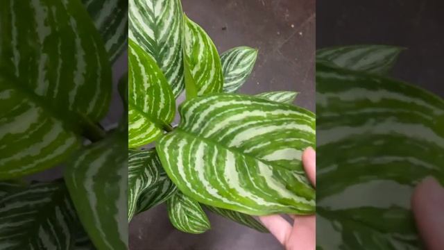 Аглаонема Страйпс 17/50 смотреть онлайн