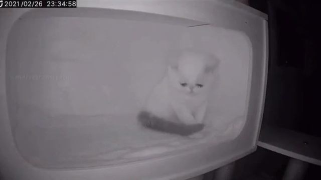 Грустный котэ в приюте