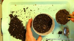 Как правильно пересадить Маранту. Грунт для пересадки. Правила пересадки Маранты в домашних условия