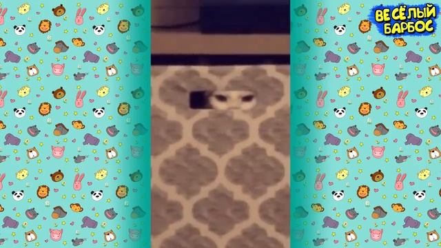 Я РЖАЛ ПОЛ ЧАСА Приколы с Животными Смешные Коты и Собаки - смешное видео, приколы, смотреть онлайн смотреть онлайн