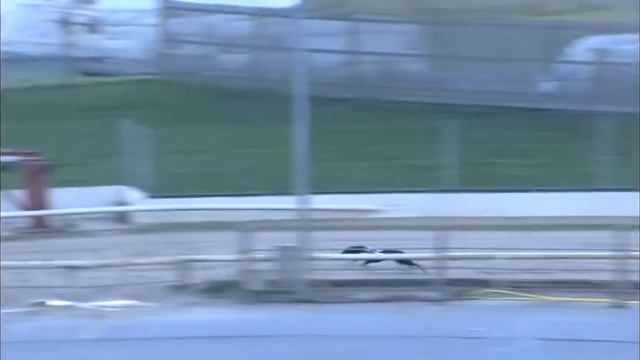 Greyhound 2022- 24.10.2022 Trial 4 смотреть онлайн