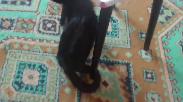 Кошка катается на жопе!!! Смешно