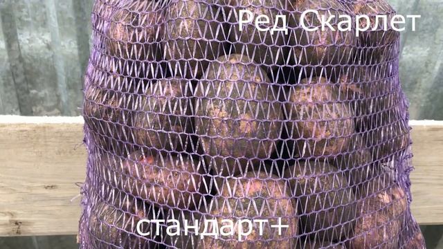 Картофель эконом и 1 сорт из Свердловской области. Свежий, оптом. +7(912)22-013-26 - Картофель Урал смотреть онлайн