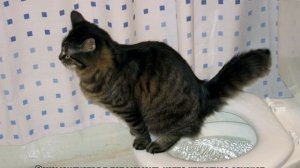 Кот срет: что делать если кошка ходит в туалет где попало