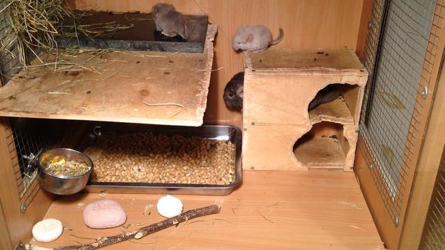 Подкармливаем шиншиллят / Feeding Chinchillas