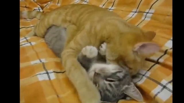 Смешные и ржачные видео! смотреть онлайн