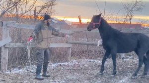 Заездка дикой лошади ч.2 / кабардинская порода лошадей / M-H