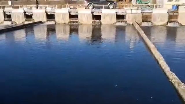 ОСЕТРОВОЕ ХОЗЯЙСТВО :белуга,стерлядь,бестер,белужий бестер,русский осетр,сибирский осетр,веслонос смотреть онлайн