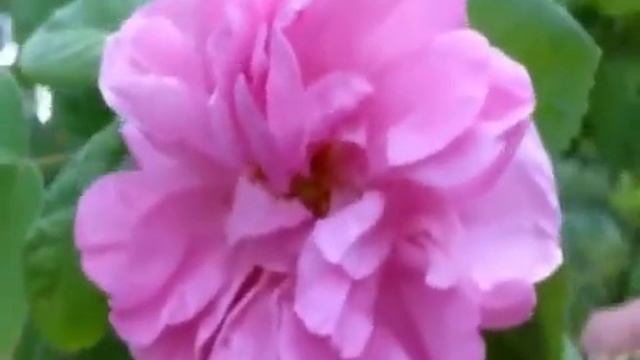 Damask Rose - The Queen of Rose Scents смотреть онлайн