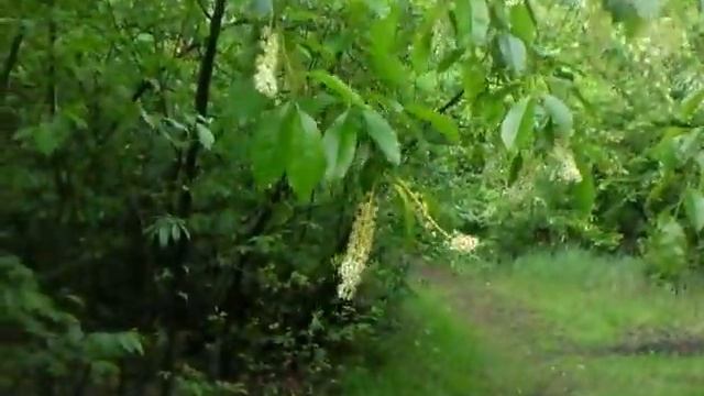 02 Jun 2020 прогулка смотреть онлайн
